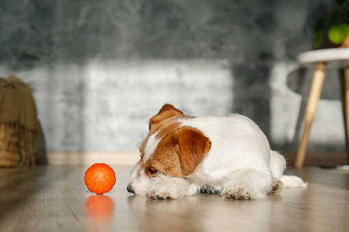 Wire Haired Jack Russell Terrier puppy playing with favorite toy. Small rough coated doggy with orange rubber ball for pets at home. Close up, copy space, cozy interior background