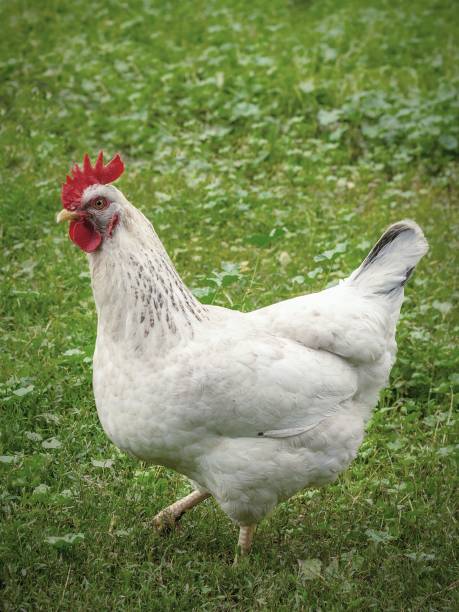 istock White Chicken On A Green Meadow 1357022359