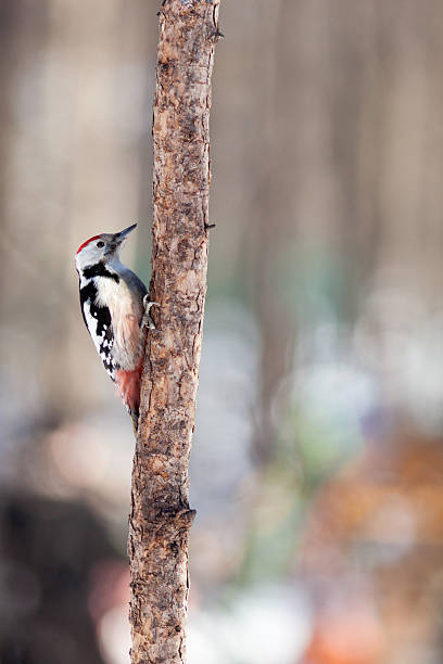 Dendrocopos medius, Middle Spotted Woodpecker. Timirjazevsky park, Moscow.  Dendrocopos medius, Middle Spotted Woodpecker. the middle spotted woodpecker dendrocopos medius stock pictures, royalty-free photos & images