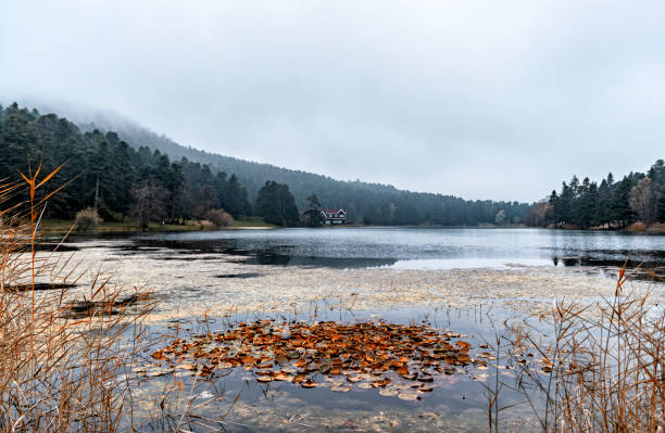 istock autumn leaves on the lake 1357023973