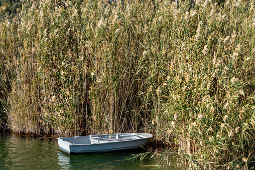 Old boat moored in thicket of reeds