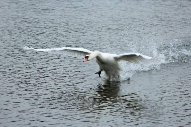 istock Goose landing on water 1357027417