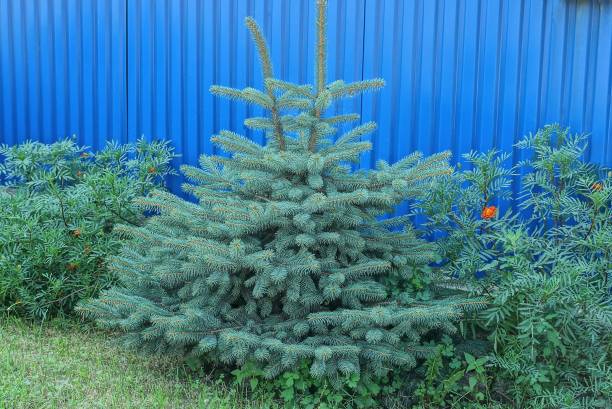 istock two small green conifers spruce in the grass 1357028392