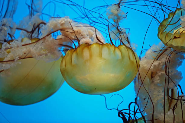 istock Pacific sea nettle in blue water 1357030027