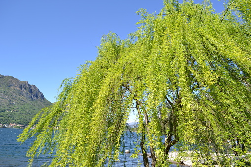 Bright Green Crown of a Weeping Willow Tree.