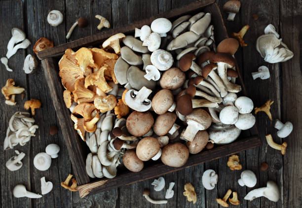 Fresh harvested edible various mushrooms from market Fresh harvested edible various mushrooms from market: chanterelle, oyster mushroom, white button and brown (cremini) champignon, velvet pioppini MUSHROOMS stock pictures, royalty-free photos & images