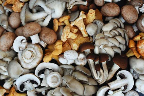 istock Fresh harvested edible various mushrooms from market 1357033345