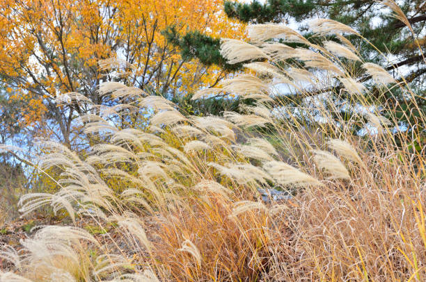 istock Landscape with Japanese pampas grass. Autumn concept. 1357034848