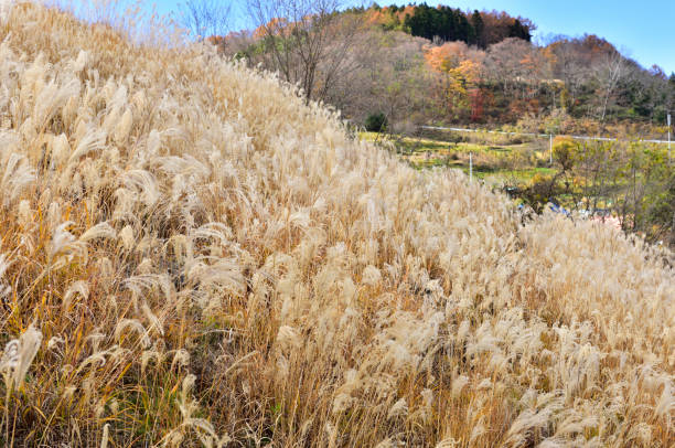 istock Landscape with Japanese pampas grass. Autumn concept. 1357034898