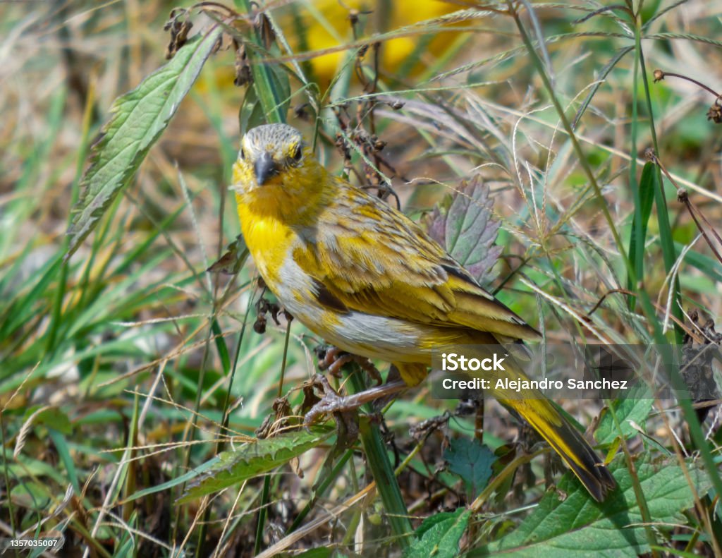 Canary on the field grass Vibrantly colored canary perched on a blade of grass in a field, with more vegetation and another canary in the background. Animal Stock Photo
