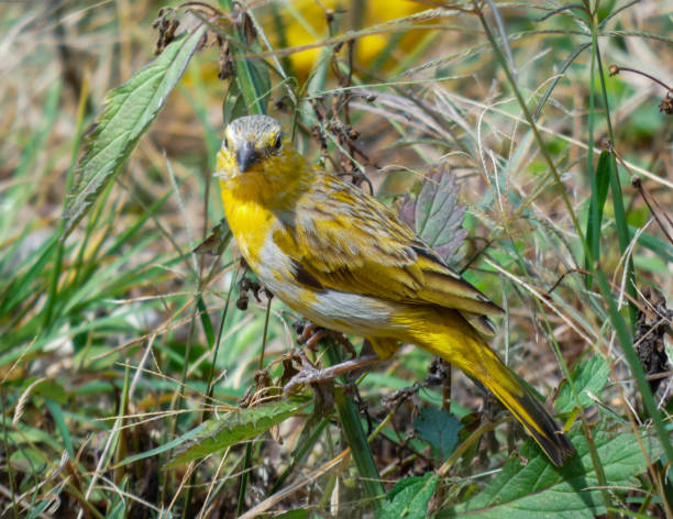 Canary on the field grass stock photo