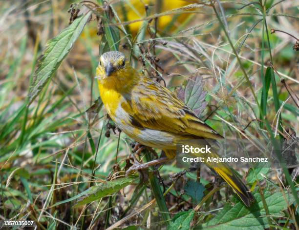 Canary On The Field Grass Stock Photo - Download Image Now - Animal, Animal Body Part, Animal Wildlife
