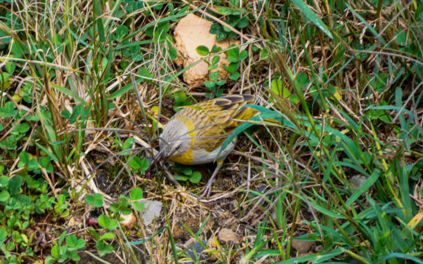 Canary foraging in the grass stock photo