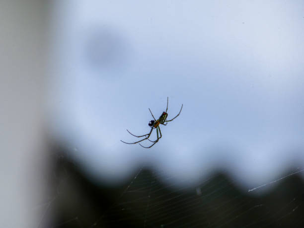 Spider on its web stock photo
