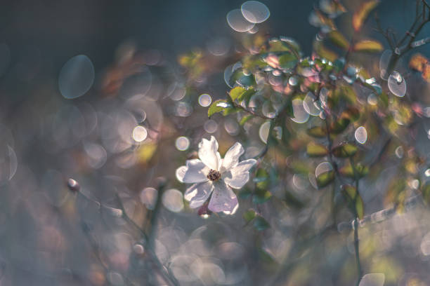 Hollyhock flower focus on foreground blur background