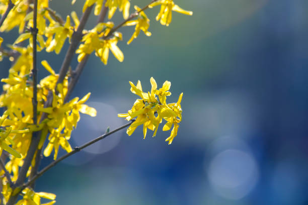 istock yellow wild flowers in blurred background 1357037052