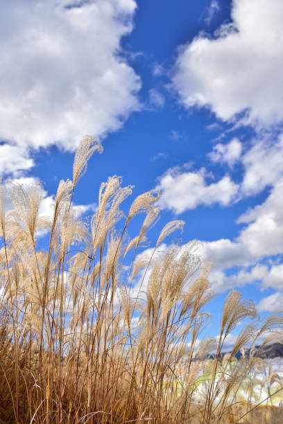 istock Landscape with Japanese pampas grass. Autumn concept. 1357037170