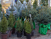 weihnachtsb%C3%A4ume-auf-der-marktstra%C