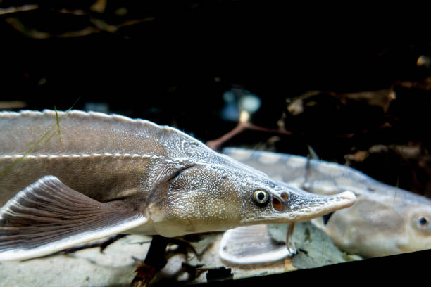 istock Sturgeon swims in an aquarium 1357038848