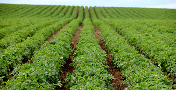 Rows of potato plants , planted in a single row configuration under a cloud filled sky, on an Idaho farm.