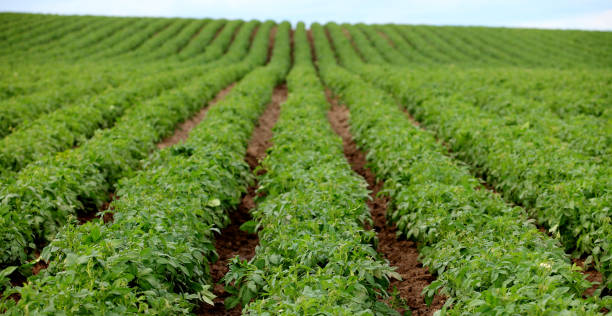 Rows of potato plants on an Idaho farm. stock photo