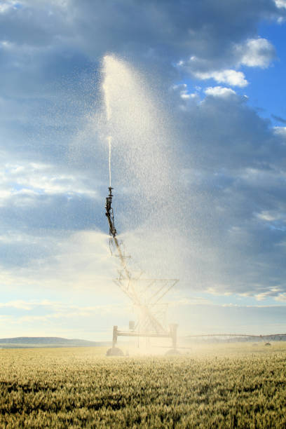 An early morning view of a center pivot agricultural sprinkler watering a wheat field, in the fertile farm fields of Idaho.