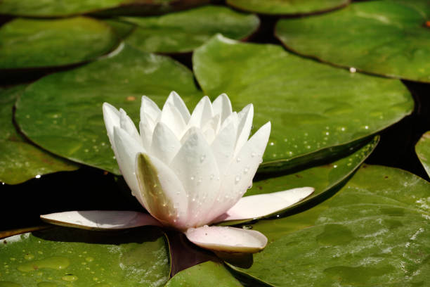 istock American White Water Lily 1357040974