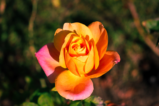 Single orange and pink hybrid tea rose flower on a bokeh background. Shot in Romania.