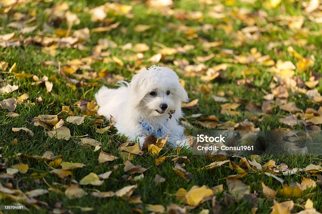 Cachorro de otoño - Foto de stock de Otoño libre de derechos