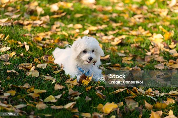 Cachorro De Otoño Foto de stock y más banco de imágenes de Otoño - Otoño, Perro maltés, Aire libre