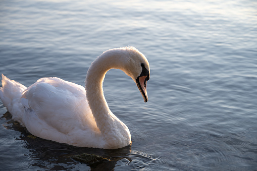 a swan saying good morning