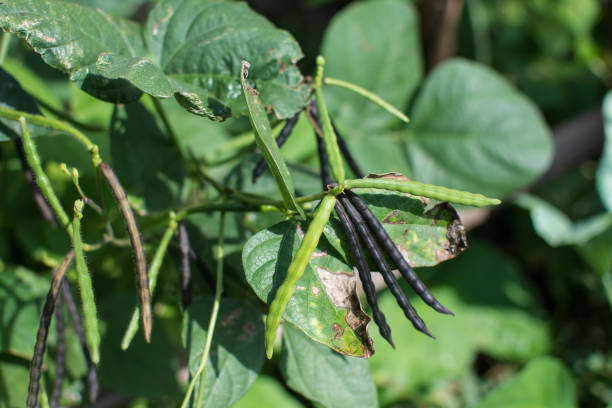istock Mung beans in agriculture field 1357049936