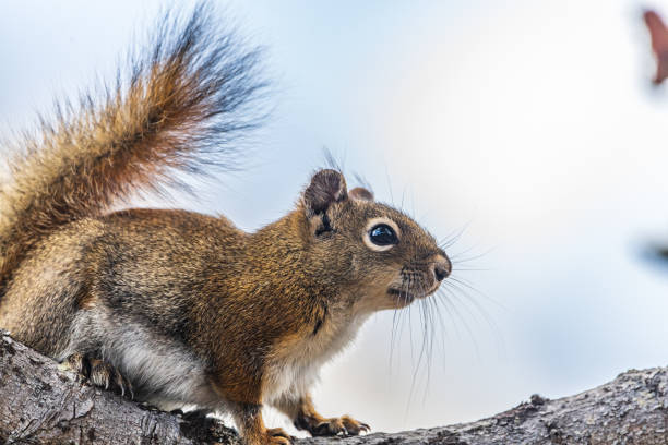istock Side profile of a wild squirrel in Canada. 1357054683
