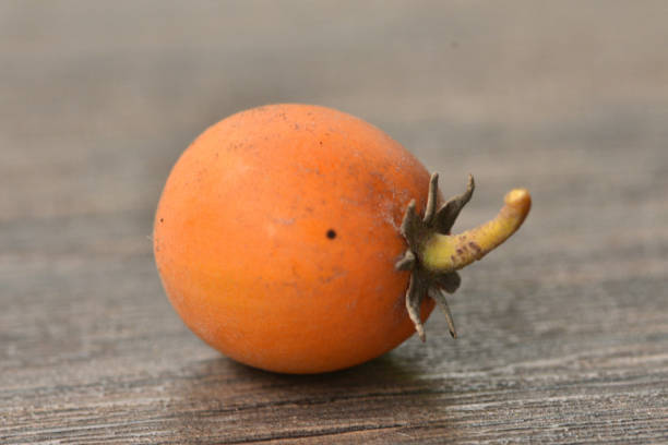 istock Mimusop elengi, Spanish Cherry 1357054952