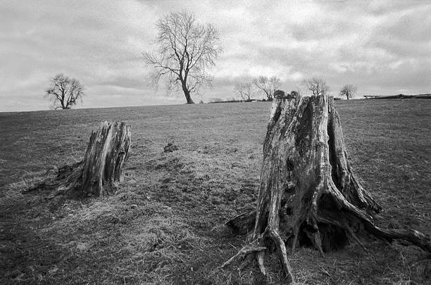 Gloomy trees in English moor