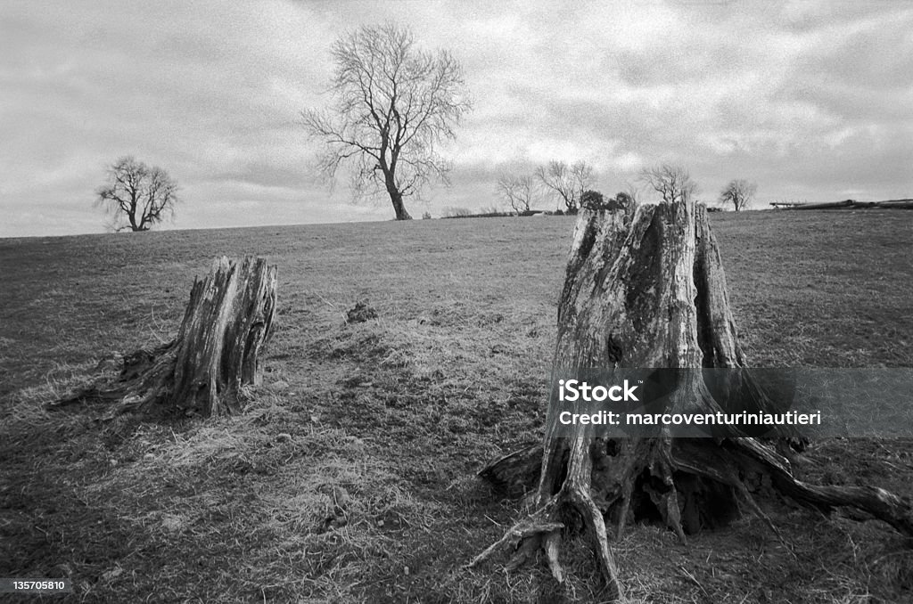 Мрачные деревьев - Стоковые фото Поперечный разрез роялти-фри