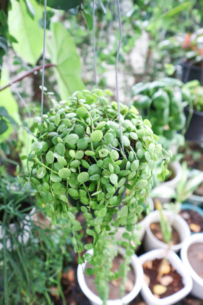 istock Variegated Nummulary Discs, Dischidia 1357060309