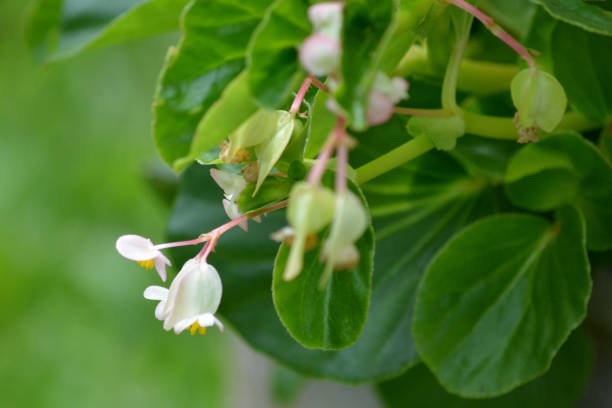 Begonia cucullata or Begonia semperflorens, also known as wax begonia and clubed begonia, is a species of the Begoniaceae family.