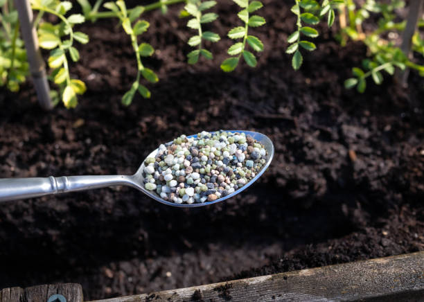 istock Spoon with granular fertilizer for flowers and vegetable with planter and soil background. 1357061063