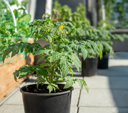 Multiple tomato plants on rooftop patio or balcony, early mornings. \