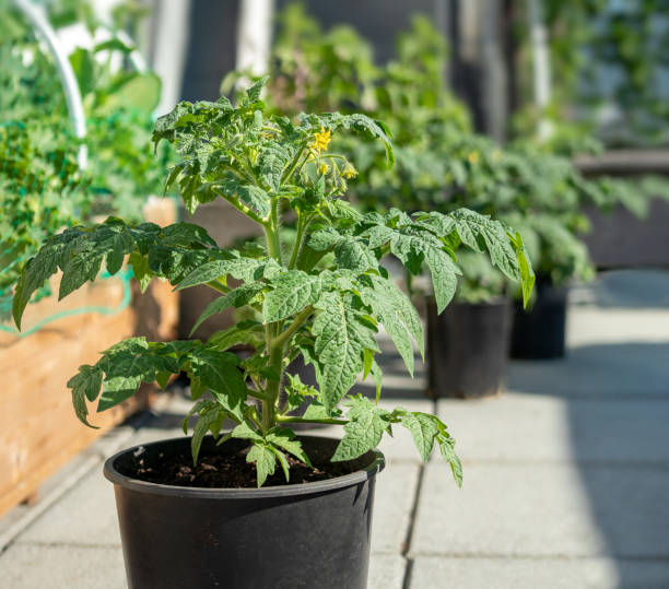 Tomato plants with first flowers but no fruits yet. Multiple tomato plants on rooftop patio or balcony, early mornings. "Tasmanian Chocolate" heirloom bush tomato for small spaces. Selective focus. tomato plant stock pictures, royalty-free photos & images