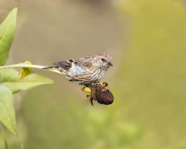 kiefer siskin (spinus pinus) - fichtenzeisig stock-fotos und bilder