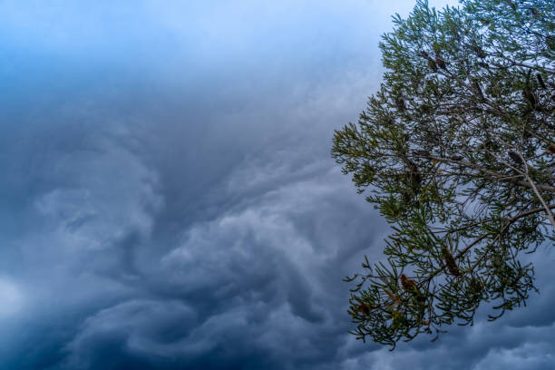 istock The storm is coming. Storm clouds above the tree. Heavy torrential rain. Rainfall flash flooding . Metorology weather forecast. Low pressure area. La Nina 1357063843