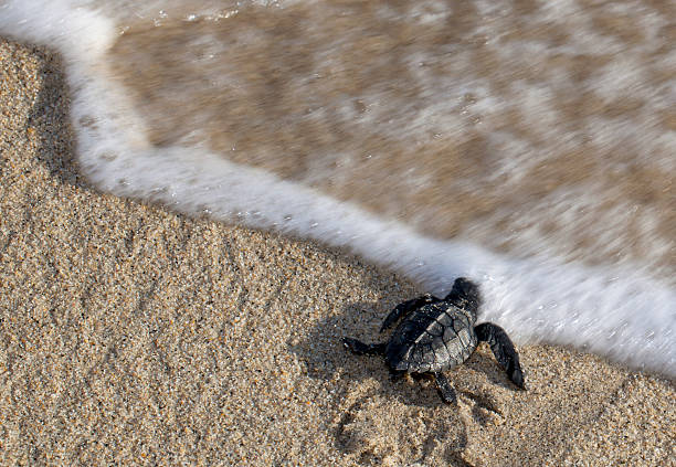 istock Baby Turtle Reaching the Water 135706598