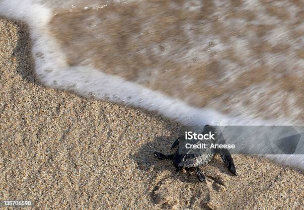 Tartaruga De Alcançar A Água - Fotografias de stock e mais imagens de Animal - Animal, Animal selvagem, Ao Ar Livre