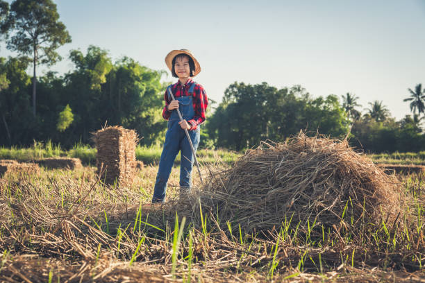 Kids working straw bales to collect and helping sweep haystack to pile in rice field of organic farm on daytime stock photo
