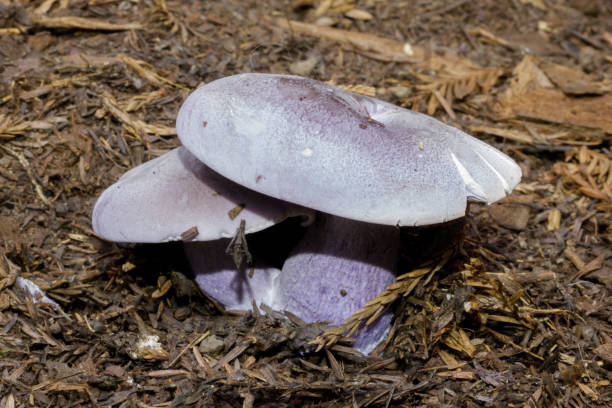 Wood blewit mushroom Wood blewit mushroom. Thornewood Preserve, San Mateo County, California. Blewit stock pictures, royalty-free photos & images