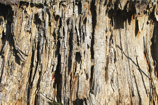 Ancient rotten wood in bright sunlight abstract horizontal nature pattern