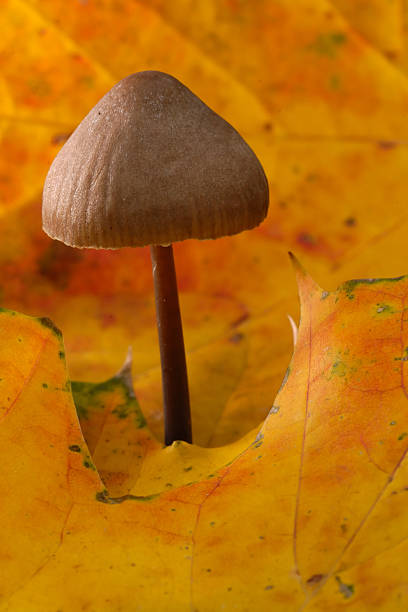 Bonnet Mushroom in Autumn Leaves stock photo