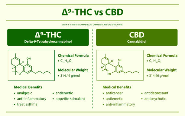 9-THC vs CBD, Delta 9 Tetrahydrocannabinol vs Cannabidiol horizontal infographi 9-THC vs CBD, Delta 9 Tetrahydrocannabinol vs Cannabidiol horizontal infographic illustration about cannabis as herbal alternative medicine and chemical therapy, healthcare and medical science vector. thc stock illustrations